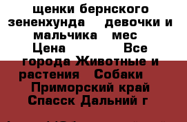 щенки бернского зененхунда. 2 девочки и 2 мальчика(2 мес.) › Цена ­ 22 000 - Все города Животные и растения » Собаки   . Приморский край,Спасск-Дальний г.